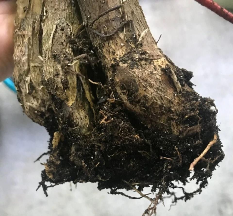  种子|了解发财树那脆弱的根，发现它很容易烂根，但我有解决方法