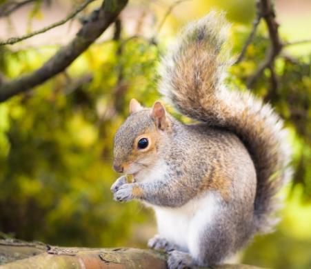  县公共卫生|雪上加霜？美国发现患有黑死病的松鼠引恐慌，专家：可传染致命