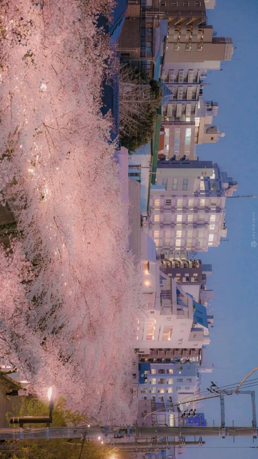  壁纸|「手机壁纸」想在樱花树下遇见你