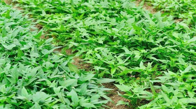  才能|红薯优质高产栽培技术要点，老农来和你们说说，怎么才能增产