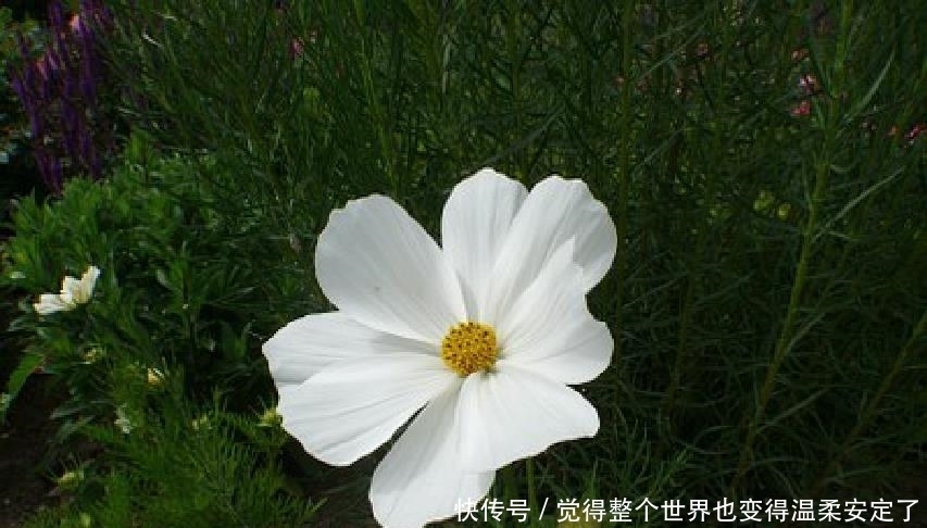 人生|元气满满的人生良言,精致走心,发朋友圈很不错