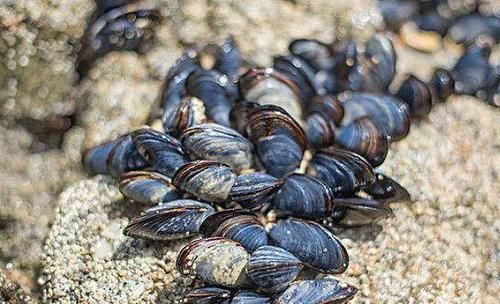  食物|夏天了，常吃3种食物，美容抗衰，保护心血管，早吃早受益！