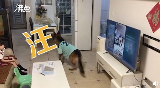 爸妈|狗子听到家长进门提醒女孩写作业，网友：我爸妈一般摸电视烫不烫