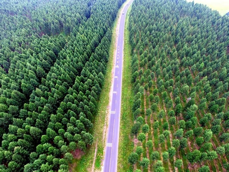 提高森林碳汇能力 塞罕坝2040年混交林面积将达49万亩