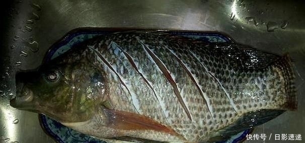  罗非鱼|老表去塘里抓了一条大罗非鱼，然后这样做，鱼肉鲜嫩又入味