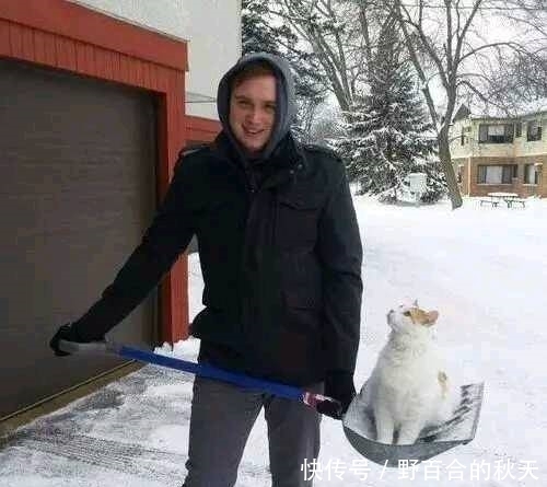 图片|搞笑图片幽默段子笑话:哈哈哈,兄弟你铲的不是雪啊,是你的猫咪