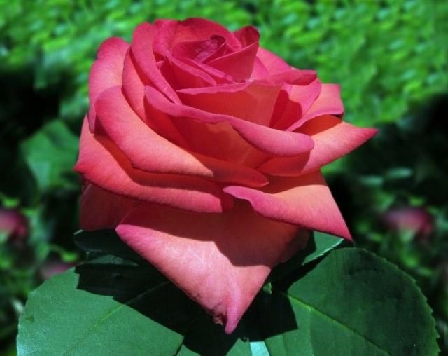  桃花|未来十天，魅力过人，桃花处处在，捕获真心爱情的四大星座