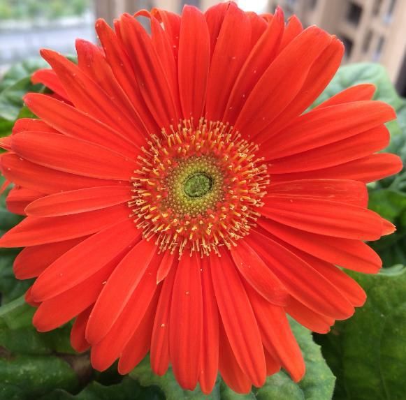  脚踏实地|追求美好生活的三大星座，不懈努力，脚踏实地去实现自己的梦想