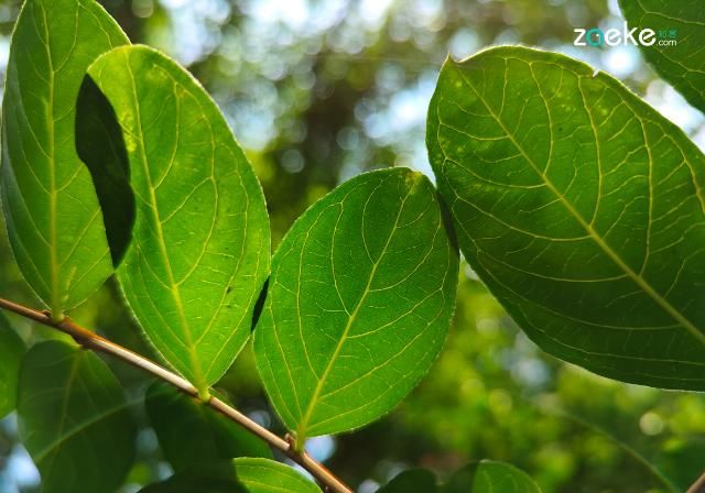  X50|vivo X50 Pro+ 拍照专项评测：强悍如此，堪称炫技