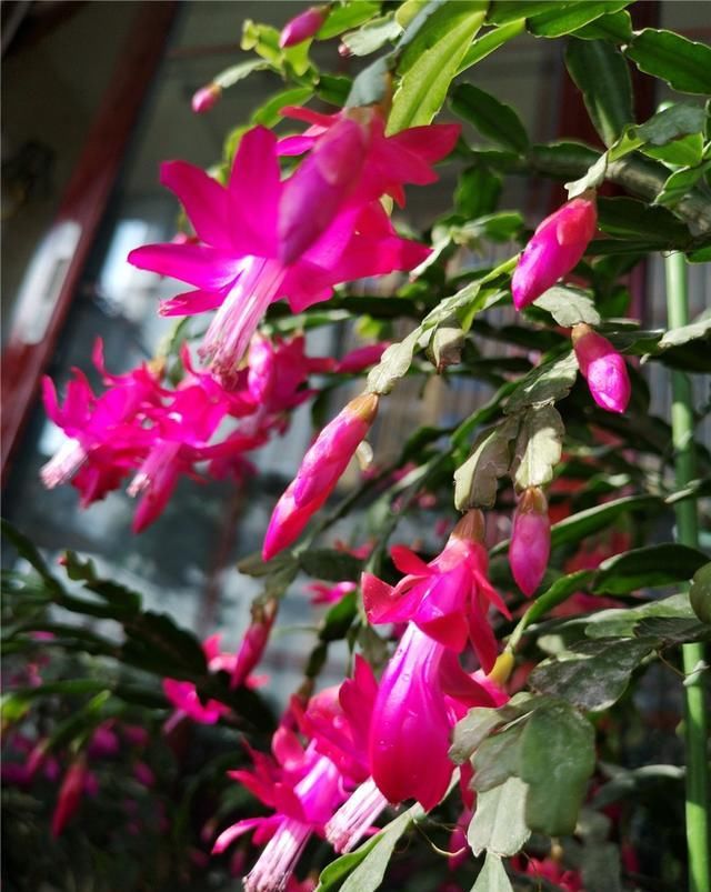  茉莉|几种废水变“肥水”，茉莉君子兰蟹爪兰“喝了”，长势旺得不得了