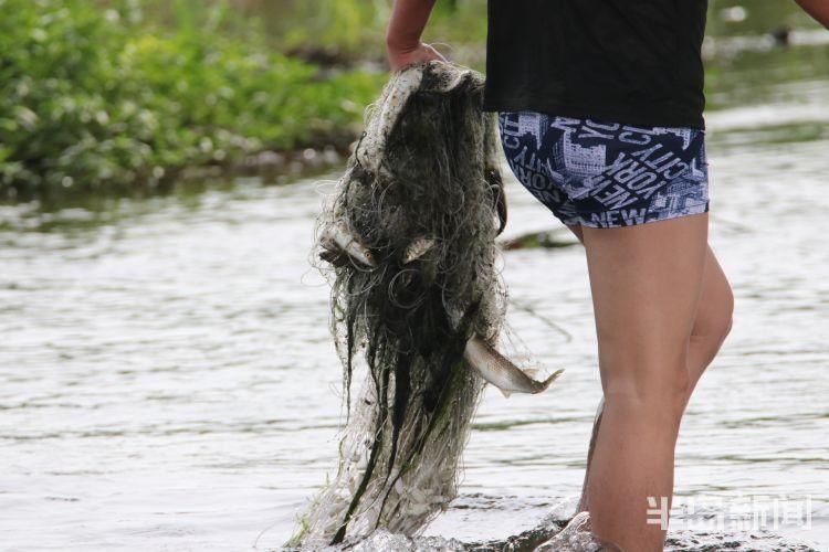 李村河|李村河胜利桥段:4名男子非法电鱼 严重破坏生态平衡