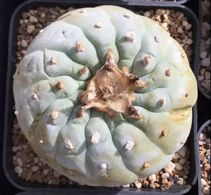  人养|每个人养肉人都应该学会鉴赏“兜”