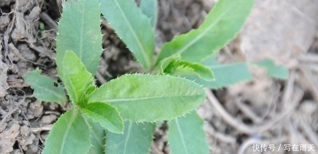  农民|最不像野菜的野菜，茎叶带刺，很多农民不懂它的价值，见到就铲除