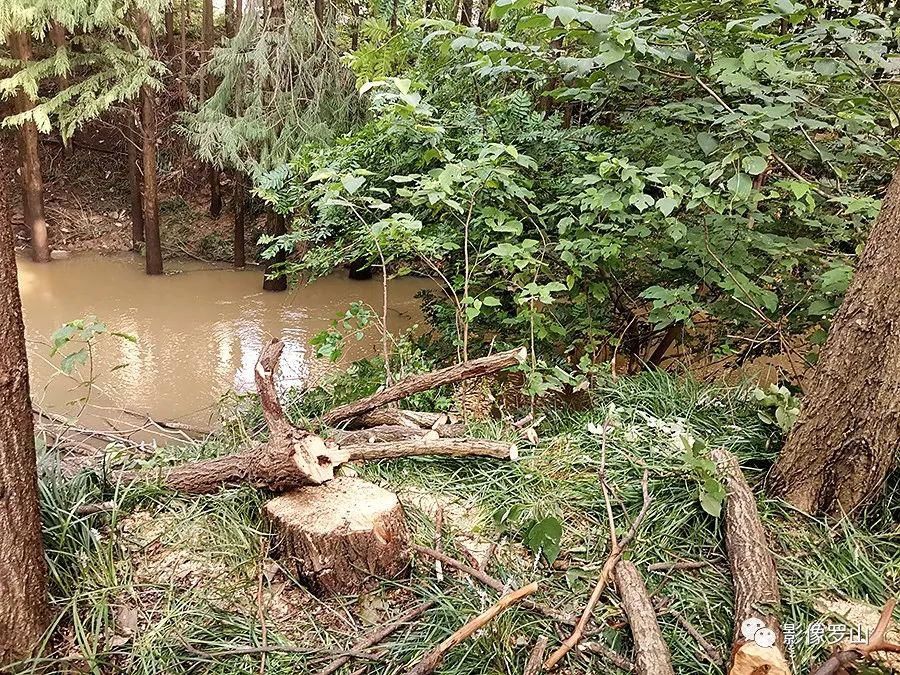  新区杜堰河|罗山鹭林湿地近日遭人砍伐