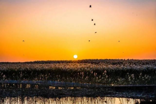 额济纳旗|【阅读】有一种心动,叫额济纳的秋天
