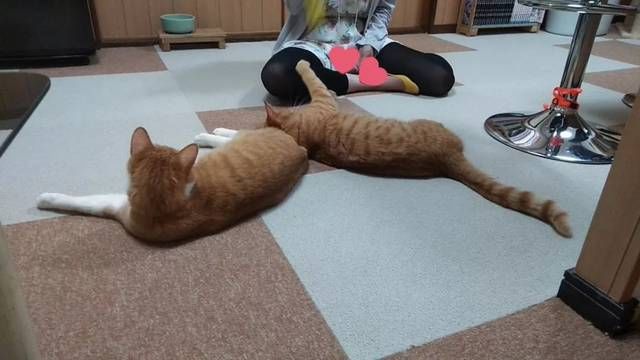  猫咪|只为开猫咪咖啡馆，女子日均开销不到15元，34岁前买下3栋楼！