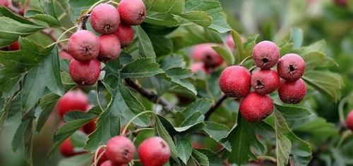  决明子|男人常用决明子泡水喝，让你尝到3个“甜头”！但要避开6个禁忌