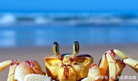 影响|中国历史上第一个吃螃蟹的人,他到底是何许人也?后来又有何影响