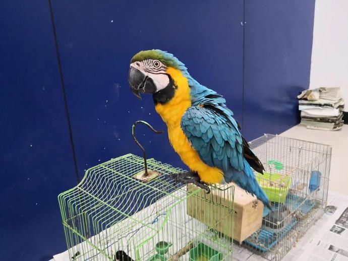 出售珍贵|39只鸟,这8人摊上大事了!