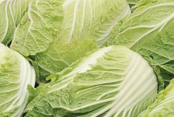 受益|白菜的“死对头”,两者不能一起吃,不然没病找病,早知早受益