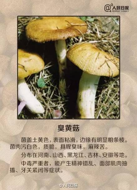  毒蘑菇|青岛疾控紧急提醒！已有多人中招！