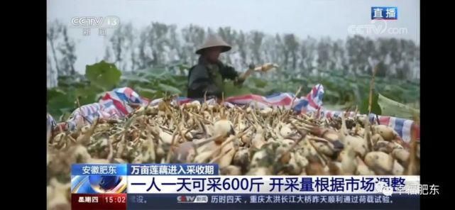  肥东|震撼！肥东霸屏央视！惊艳全国！这次是因为……