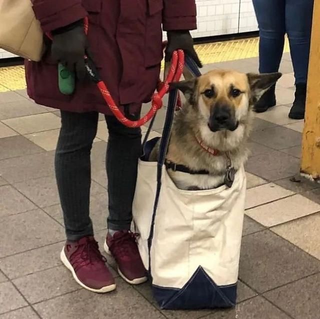  乘坐|美国人怎么喜欢带着宠物猫狗乘坐地铁？爱猫狗人士慎点