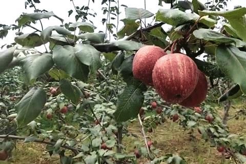  彩虹梨|这款“天然矿泉水”现在正当季！脆甜爽口会爆汁，馋到舔鼻尖的解暑好物~