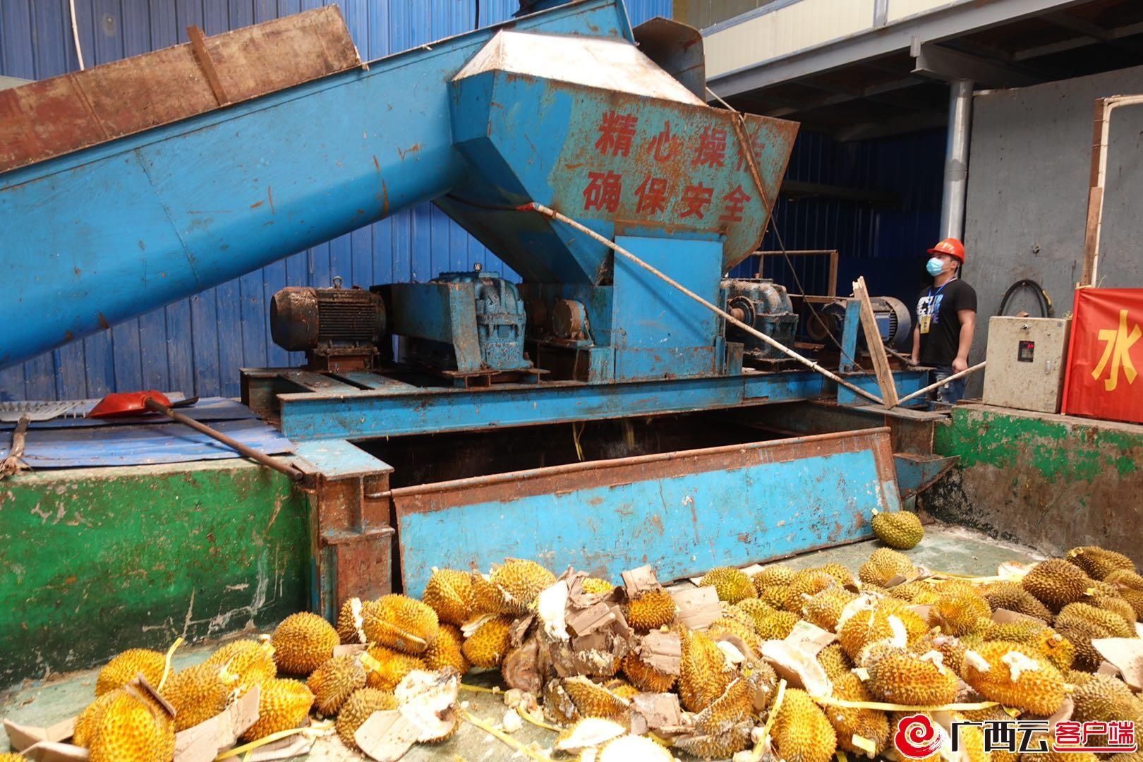 走私|海关又双叒叕销毁49吨走私榴莲