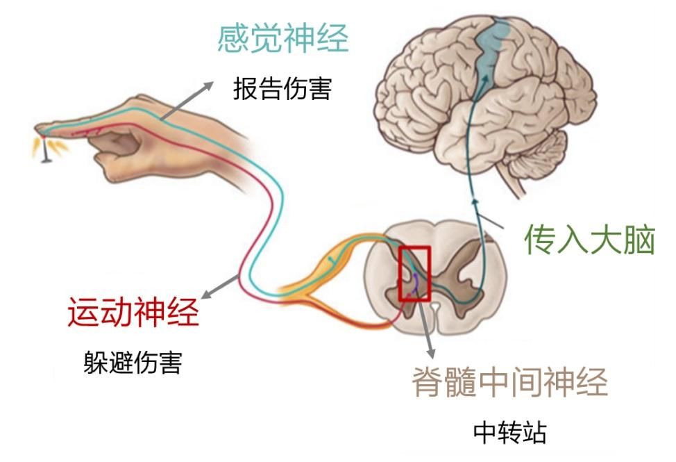 为什么全麻了还要加部位麻醉(为什么全麻了还要加部位麻醉？)