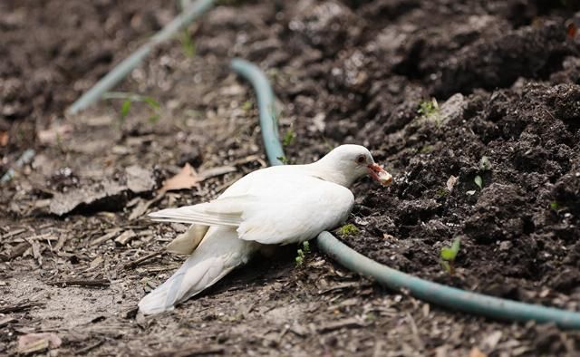 EOS|摄影摄像全能的干活利器 佳能EOS R5微单相机评测