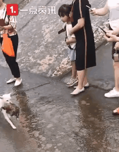  看哭|看哭了……狗妈妈不顾阻拦跳入洪水救宝宝