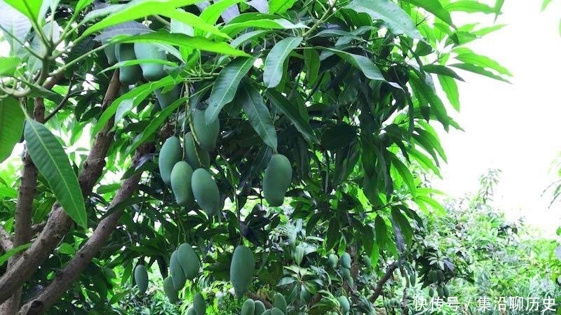 同类|曾是同类中贡品,果期只有10几年,如今沦为低价品,5毛钱一斤