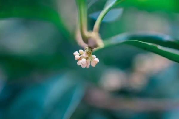 台风|刚出梅，桂花开了！40℃高温在来的路上，那台风呢？