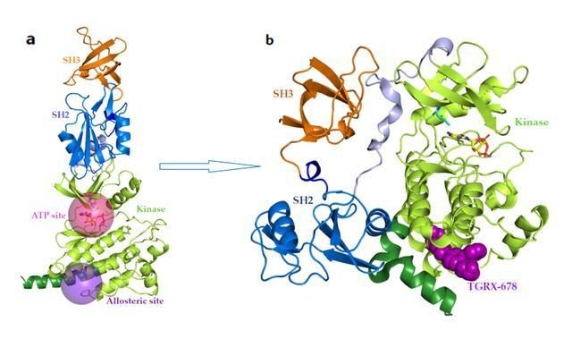 变构调节剂|「深度报告」BCR-ABL1变构抑制剂，开启靶向治疗新篇章