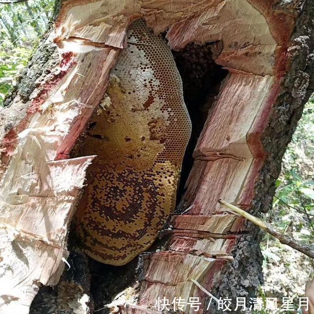 美容养颜|全球保存最久的蜂蜜,3300年不变质,难道蜂蜜真的不会变质