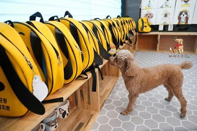 老师|幼儿园发了小背包,狗狗一直叼着不肯放,里面究竟装着什么?