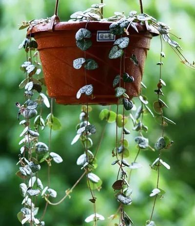 美爆|这种多肉吊起来养,所谓像一串串葡萄一样,美爆了