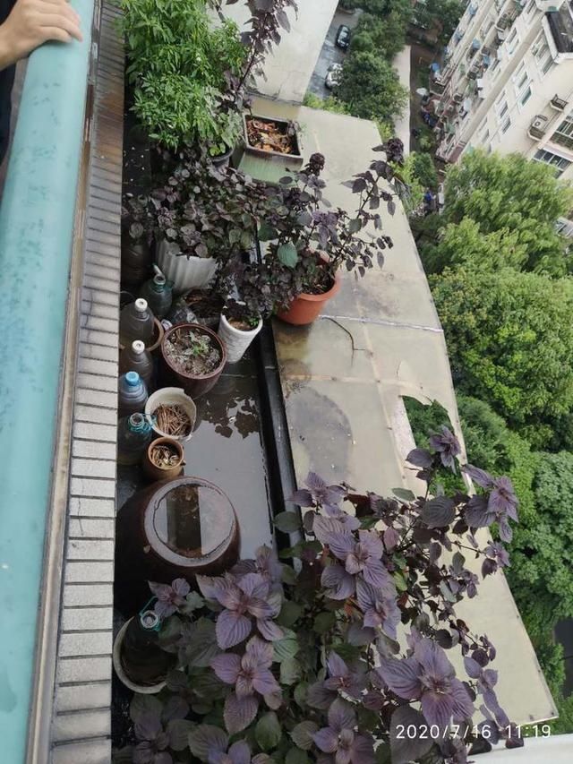  老伴|老伴吓得双腿发软！杭州退休大伯楼顶露台种菜，差点掉下11楼