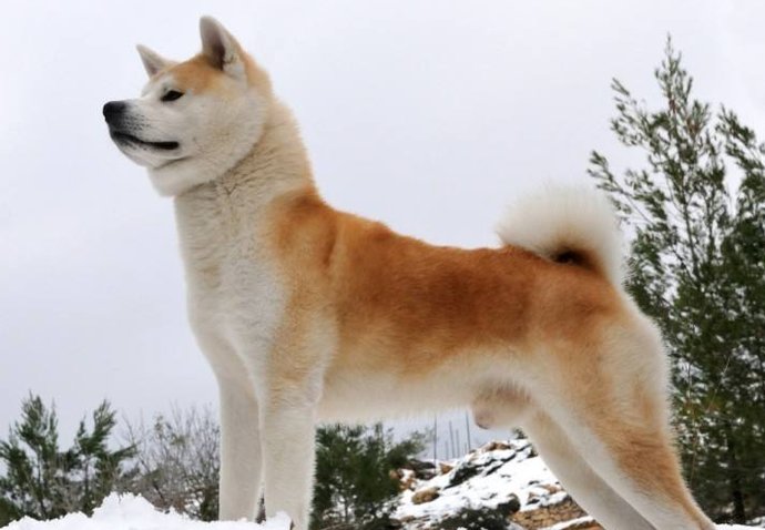 前爪受伤|受伤的狗狗自己跑到药店寻求帮助，在地上翻滚着感谢医生