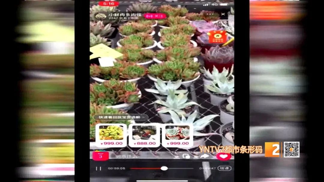 小小|这个地方每天直播卖多肉植物，一天营业额8万多元！小小网红，大大生意经