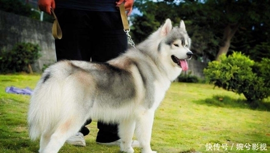 哈士奇|哈士奇的血脉到底有多恐怖？看完笑死了，原来这么好玩