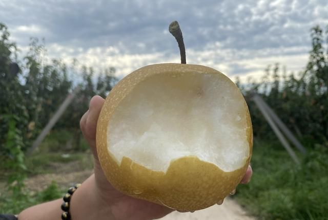 牢记|立秋后买梨,挑大的还是小的?老果农:牢记3招,到手的梨脆又甜