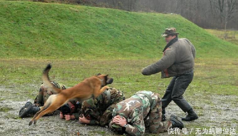 朋友|二战军犬隐忍八年，巡逻时碰到一个德军后，发疯似的猛扑过来！