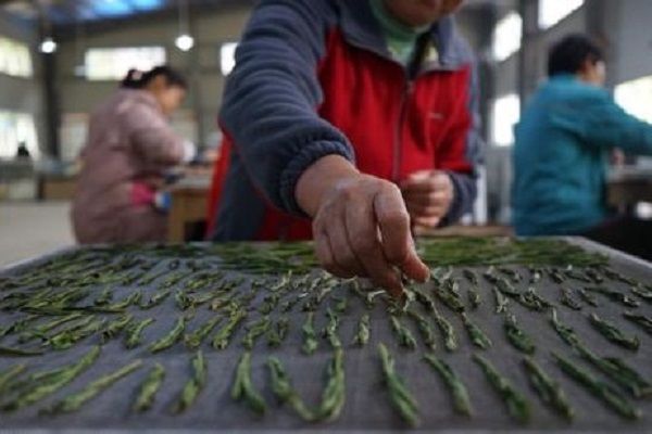 有何|太平猴魁在绿茶界广受好评，那么此茶有何特点？