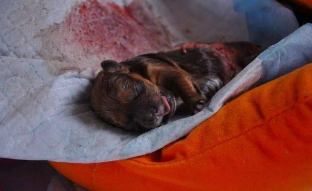  选择|看到别人把两只狗从车上扔掉，她选择这样做...