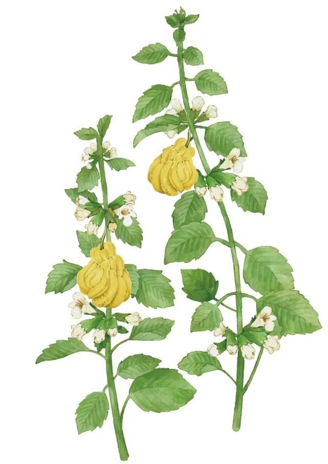  豆腐松饼|这早餐好吃还能瘦！有个平底锅就搞定，难怪这么火