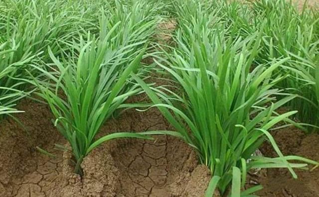 韭菜|宽叶韭菜和细叶韭菜差别大,很多人不知道,以后可别买错了
