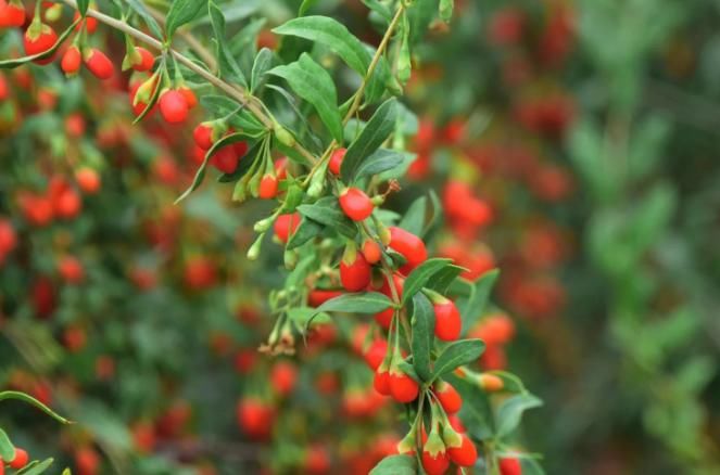 不知|枸杞保健作用大，泡水时，4点“谨慎”不可不知