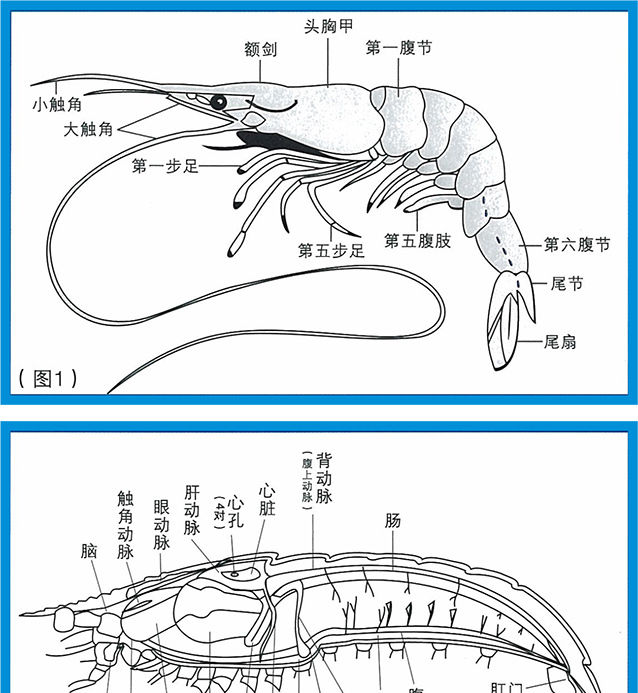  终于|虾头里面的是“精华”还是“屎”？到底能不能吃？终于搞明白了